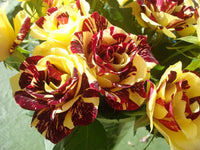 Rot and gelb rose samen for anpflanzung