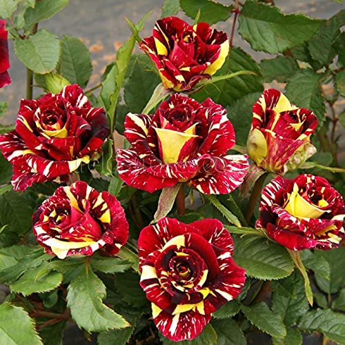 Rot & gelb rose blume samen for vibrant garten anpflanzung