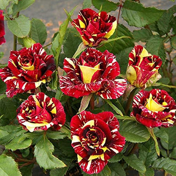 Rot & gelb rose blume samen for vibrant garten anpflanzung