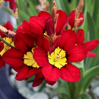 Rot & gelb sparaxis blume samen for anpflanzung