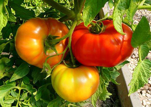Red and gelbe tomato samen für home garten aussaat