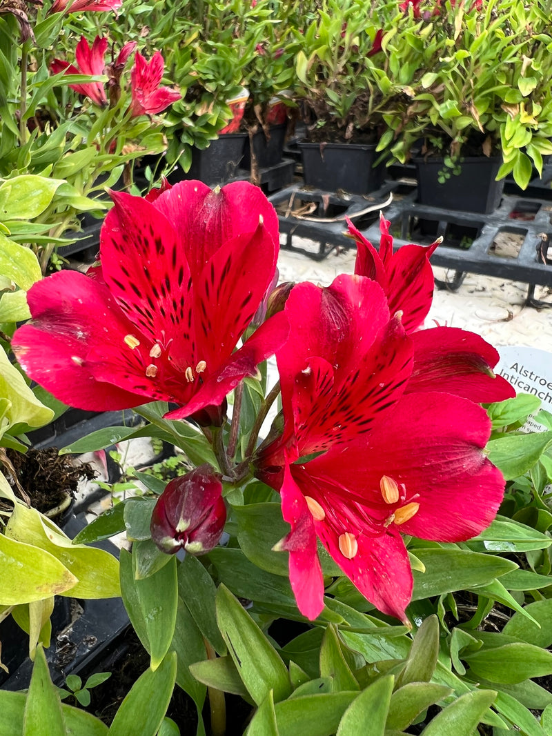 Graines de fleurs d’Alstroemeria psittacina rouges à semer – fleurs annuelles éclatantes