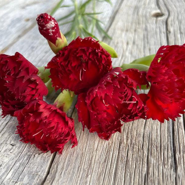 Nelke Nelke Blumensamen zur Aussaat Bestäuber freundlich Traditionssorte & ohne Gentechnik Samen Hausgarten
