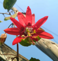 Rot Passiflora Blumensamen zur Aussaat – lang Blüte Saison – Traditionssorte & ohne Gentechnik Samen Hausgarten
