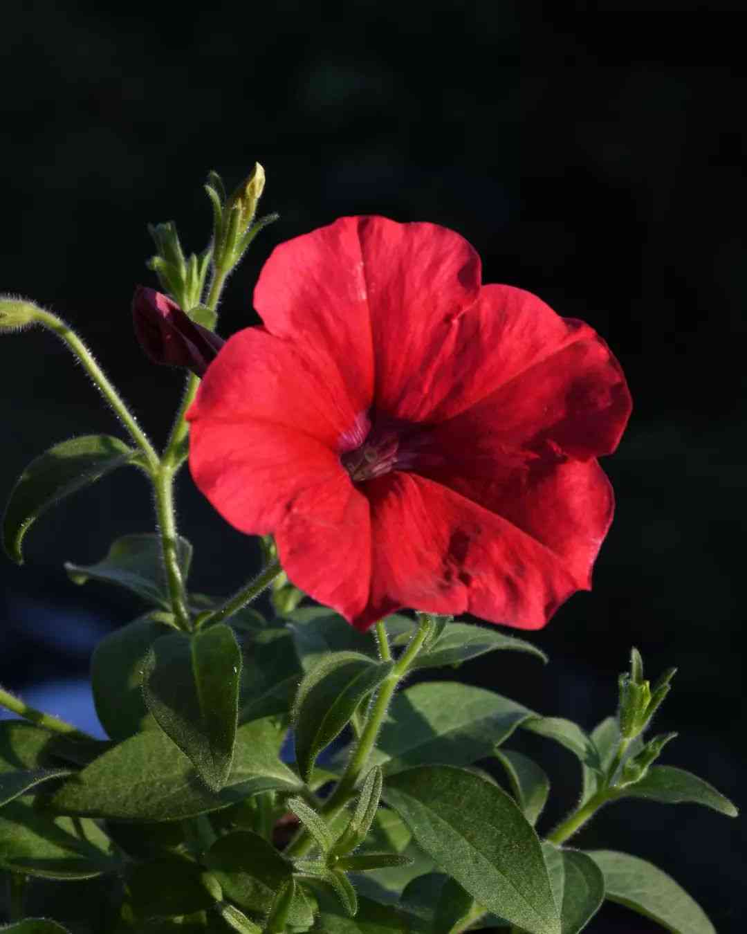 Rot Velour Blumensamen zur Aussaat – farbenfroh Schau – Traditionssorte & ohne Gentechnik Samen Hausgarten