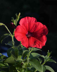 Rot Velour Blumensamen zur Aussaat – farbenfroh Schau – Traditionssorte & ohne Gentechnik Samen Hausgarten