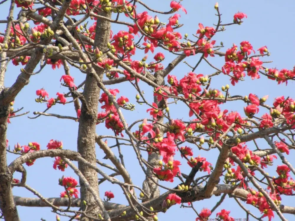 Rot Cotton Baum Samen (Bombax ceiba) – einzigartig – tropisch Rot blühend Baum Landscaping