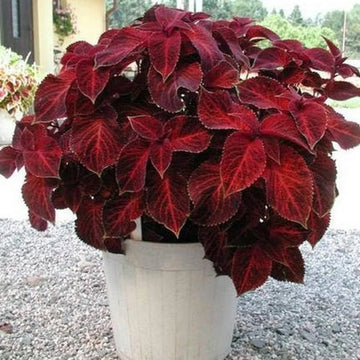 Fresh Buntnessel Blumensamen zur Aussaat – ideal Rabatten – Traditionssorte & ohne Gentechnik Samen Hausgarten