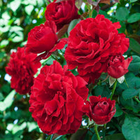 Rosa Gelb Rose Blumensamen zur Aussaat – leuchtend Garten Roses – Frühling & Fall Aussaat