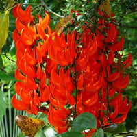 Rot Jade Vine (Mucuna Bennettii) Blumensamen zur Aussaat – Bestäuber freundlich – Traditionssorte & ohne Gentechnik Samen Hausgarten