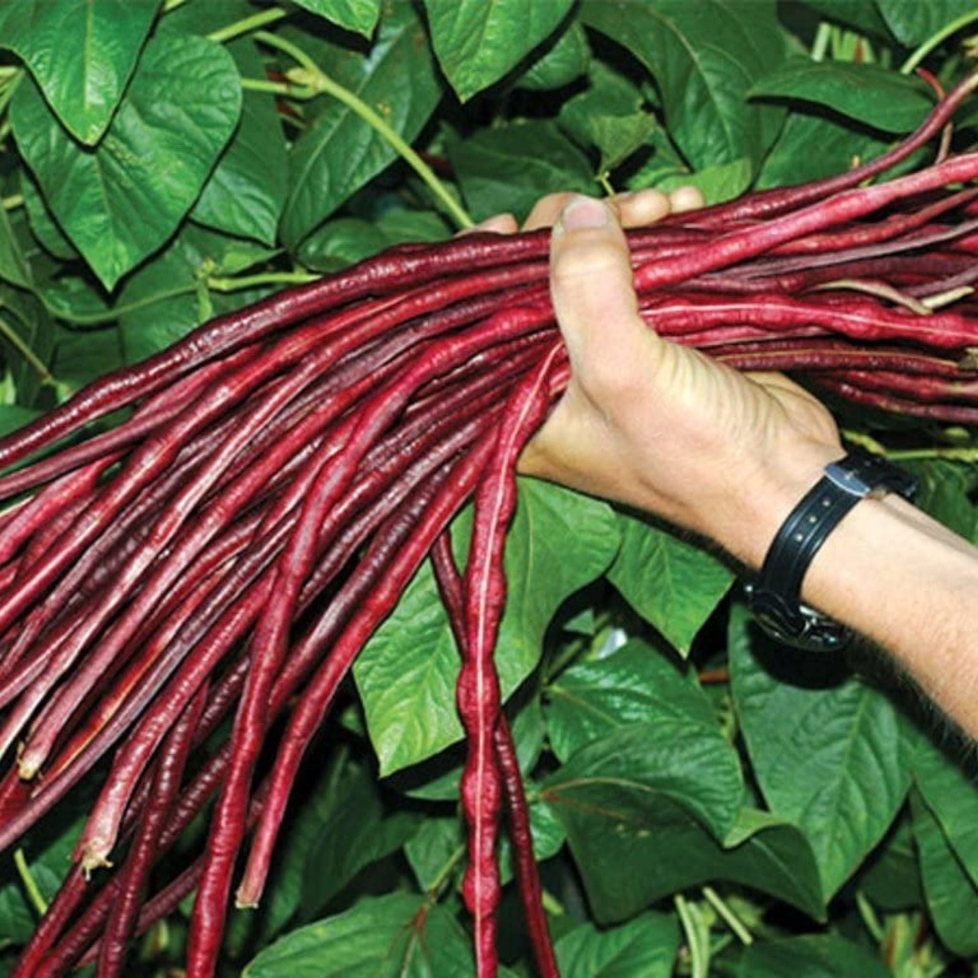 Rot Long Bean Gemüsesamen for Gardens