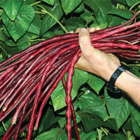 Rot Long Bean Gemüsesamen for Gardens