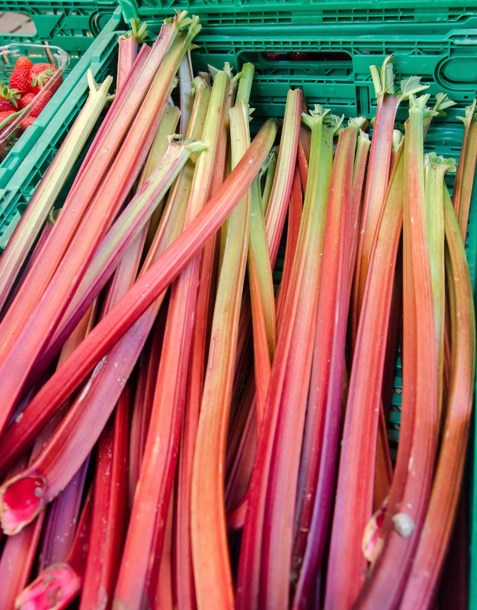 biologisch Redventure Celery Pflanze Anbau in Garten
