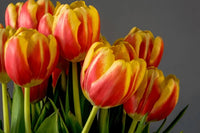 Rot Orange Tulpe Blumensamen – hochwertige Qualitäts- Traditionssorte & ohne Gentechnik Hausgarten