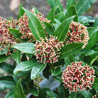 Skimmia Blumensamen zur Aussaat lang Blüte Saison Traditionssorte & ohne Gentechnik Samen Hausgarten