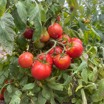 Arctic plenty seedlings with healthy growth