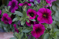 Calibrachoa Blumensamen zur Aussaat Schnitt Blume beliebt Traditionssorte & ohne Gentechnik Samen Hausgarten
