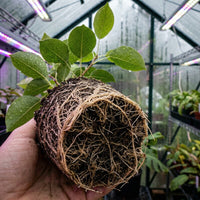 Autumn Moon Birnenbaum Setzling – Samenfest, Nicht gentechnisch verändert, Lebende Pflanze für Garten und Obstbau