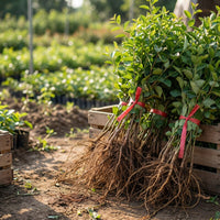 Grüner Jujube Baum Setzling – Samenfest, Nicht gentechnisch verändert, Lebende Pflanze, Obstbaum für Garten und Topfkultur