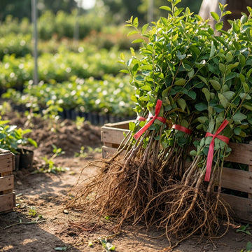Grüner Jujube Baum Setzling – Samenfest, Nicht gentechnisch verändert, Lebende Pflanze, Obstbaum für Garten und Topfkultur