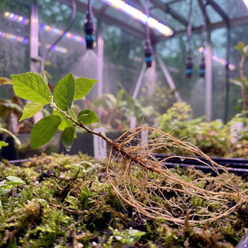 Kirschbaum Setzling – Samenfest, Nicht gentechnisch verändert, Obstpflanze für Garten und Topf, essbare Früchte