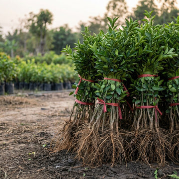 Zuckerorangenbaum Pflanze – Samenfest, Nicht gentechnisch verändert, Lebende Zitruspflanze für Garten und Topf, fruchttragend