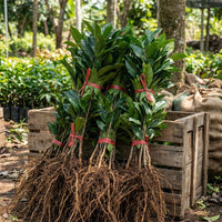 Iron Tree Setzling – Heirloom Nicht-GMO Jungpflanze für Garten, Landschaftsbau und Zierpflanzung
