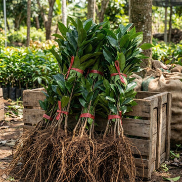 Iron Tree Setzling – Heirloom Nicht-GMO Jungpflanze für Garten, Landschaftsbau und Zierpflanzung