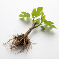 Feigenbaum Pflanze (Ficus carica) – Samenfest, Nicht gentechnisch verändert, Lebende Pflanze für Garten und Balkon