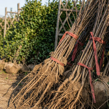 Pflaumenbaum Setzling – Samenfest, Nicht gentechnisch verändert, Lebende Pflanze für Garten und Obstbau