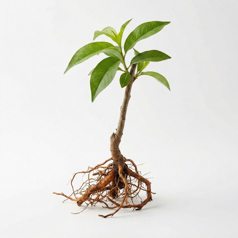 Plant de pêcher (Prunus persica) – Semences reproductibles, non génétiquement modifié, plante vivante pour le jardin et la culture en pot, arbre fruitier
