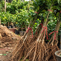 Pomelo Pflanze (Citrus maxima) – Samenfest, Nicht gentechnisch verändert, Lebende Pflanze für Garten und Topf