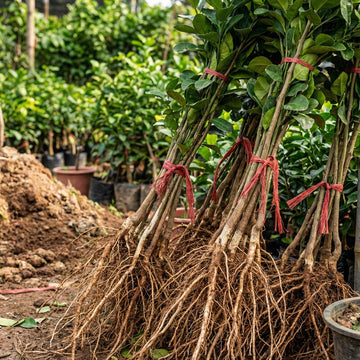 Pomelo Pflanze (Citrus maxima) – Samenfest, Nicht gentechnisch verändert, Lebende Pflanze für Garten und Topf