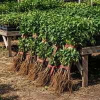 Pfefferbaum Pflanze (Schinus molle) – Samenfest, Nicht gentechnisch verändert, Zier- und Gewürzbaum, Pflanze für Garten und Balkon