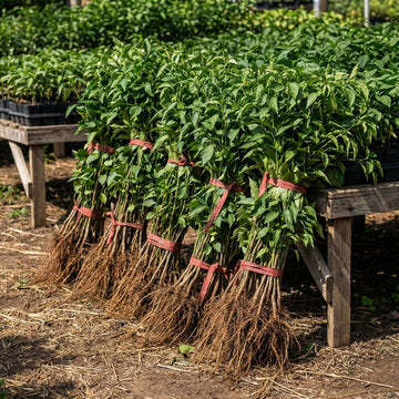 Pfefferbaum Pflanze (Schinus molle) – Samenfest, Nicht gentechnisch verändert, Zier- und Gewürzbaum, Pflanze für Garten und Balkon