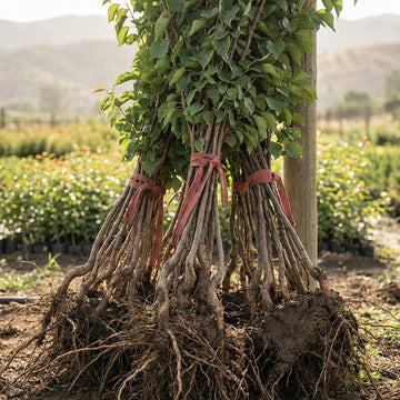 Aprikosenbaum Setzling – Samenfest, Nicht gentechnisch verändert, Lebende Pflanze für Garten und Obstbau, fruchttragend