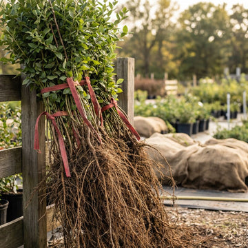 Blaubeerpflanze (Vaccinium) – Samenfest, Nicht gentechnisch verändert, Lebende Pflanze für Garten und Balkon, fruchttragender Beerenstrauch
