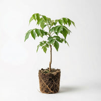 Pfefferbaum Pflanze (Schinus molle) – Samenfest, Nicht gentechnisch verändert, Zier- und Gewürzbaum, Pflanze für Garten und Balkon