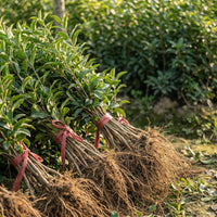 Eisenholzbaum Setzling – Samenfest, Nicht gentechnisch verändert, Jungpflanze für Garten, Landschaftsbau und Zierpflanzung