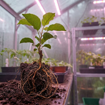 Apfelbaum Setzling – Samenfest, Nicht gentechnisch verändert, Lebende Pflanze für Garten und Obstbau