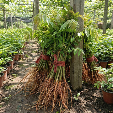 Chinesischer Toona Baum Setzling – Samenfest, Nicht gentechnisch verändert, Pflanze für Garten und Topfkultur