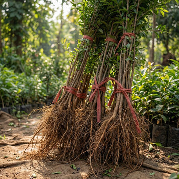 Granatapfel Pflanze (Punica granatum) – Samenfest, Nicht gentechnisch verändert, Lebende Pflanze für Garten und Kübel