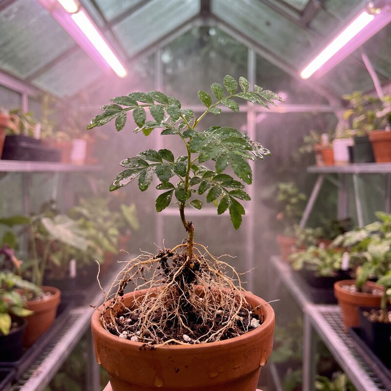 Pfefferbaum Pflanze (Schinus molle) – Samenfest, Nicht gentechnisch verändert, Zier- und Gewürzbaum, Pflanze für Garten und Balkon