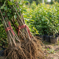 Kirschbaum Setzling – Samenfest, Nicht gentechnisch verändert, Obstpflanze für Garten und Topf, essbare Früchte