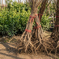 Pfirsichpflanze (Prunus persica) – Samenfest, Nicht gentechnisch verändert, Lebende Pflanze für Garten und Topf, Fruchtbaum
