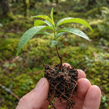 Pfirsichpflanze (Prunus persica) – Samenfest, Nicht gentechnisch verändert, Lebende Pflanze für Garten und Topf, Fruchtbaum