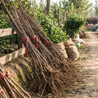 Winter Jujube Baum Setzling – Samenfest, Nicht gentechnisch verändert, Lebende Obstpflanze für Garten