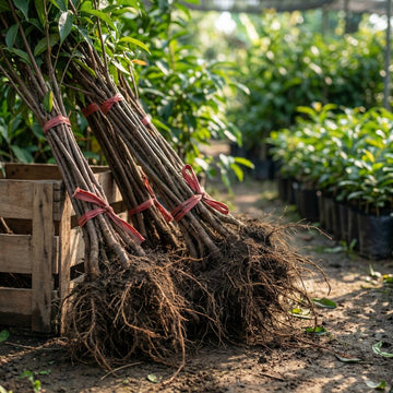 Ölpfirsich Pflanze – Samenfest, Nicht gentechnisch verändert, Lebende Obstpflanze für Garten und Topfkultur