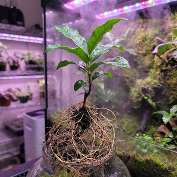 Eisenholzbaum Setzling – Samenfest, Nicht gentechnisch verändert, Jungpflanze für Garten, Landschaftsbau und Zierpflanzung