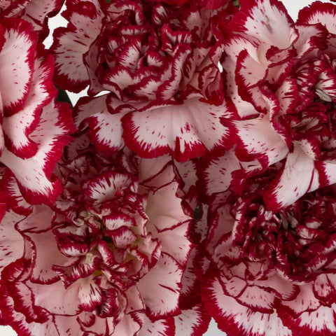 Rot Weiß Carnations Blumensamen zur Aussaat saisonal Dauerblüher Traditionssorte & ohne Gentechnik Samen Hausgarten